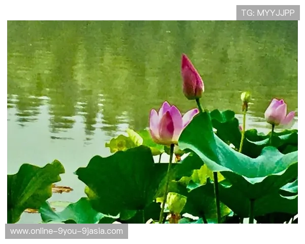 开云IOS聚焦汇丰女子世锦赛第三轮刘艳T20刘宇婕红字冲刺爆冷前瞻首发分析